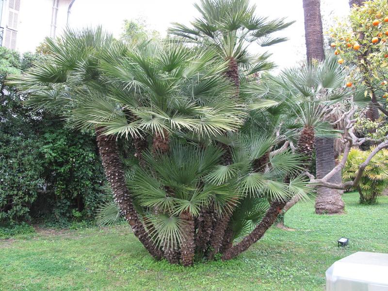 Palmier nain (Chamaerops humilis) : entretien, arrosage, rempotage