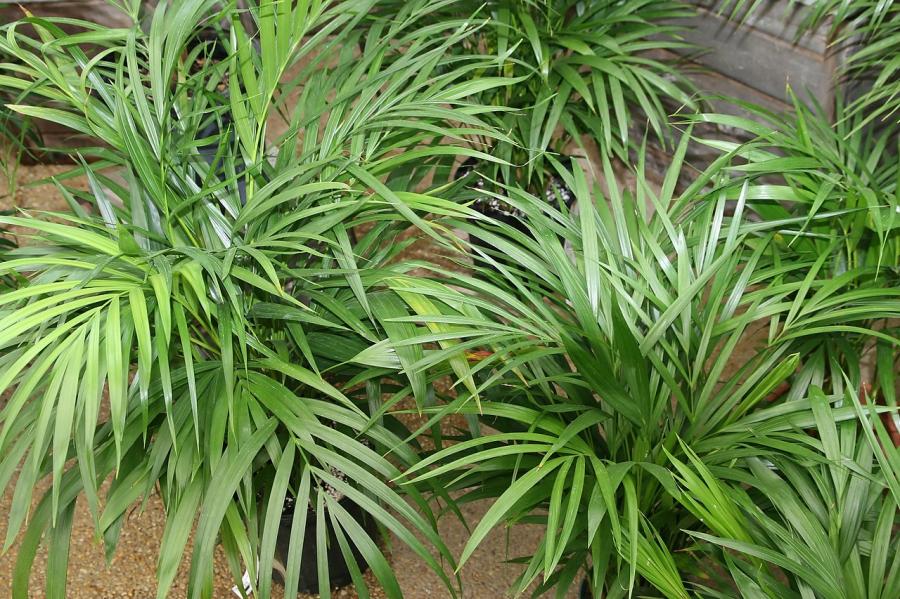 Ensemble de 3 plantes 45 cm BOTANICLY Plantes vertes d intérieur Areca/Dypsis Palm 
