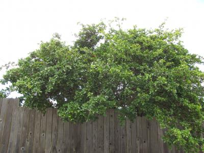 acerola-echancre-1