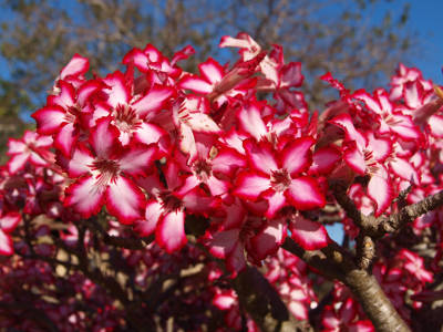 adenium-multiflorum-1