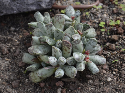 adromischus-de-cooper-1