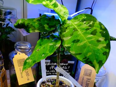 aglaonema-pictum-1