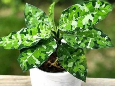 aglaonema-pictum-2