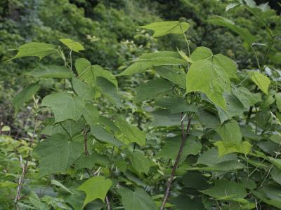 alangium-a-feuilles-de-platane-1
