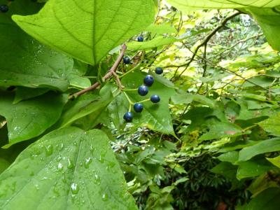 alangium-a-feuilles-de-platane-2