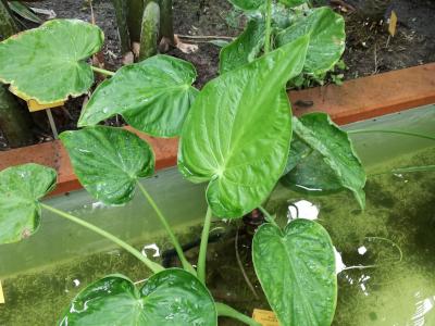 alocasia-cucullata-1