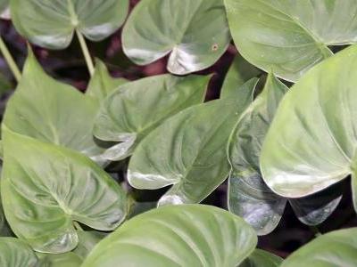 alocasia-cucullata-2