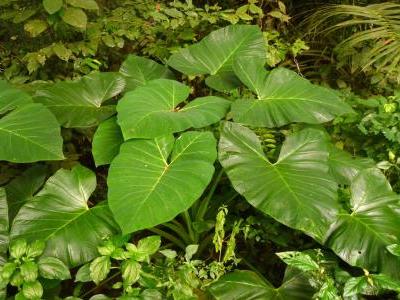 alocasia-macrorrhizos-1