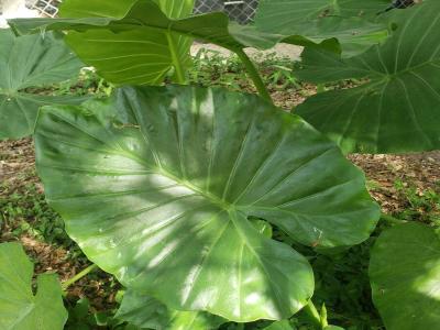 alocasia-macrorrhizos-2