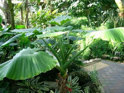 alocasia-odora-1