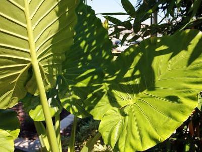 alocasia-odora-2