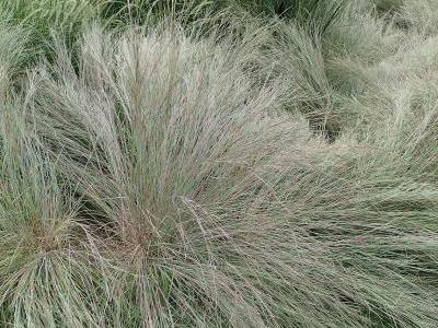 andropogon-1
