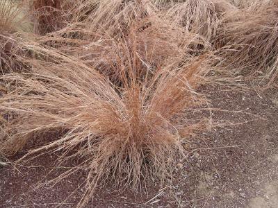 andropogon-2