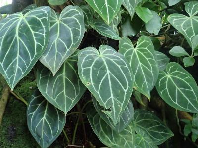 anthurium-magnifique-1