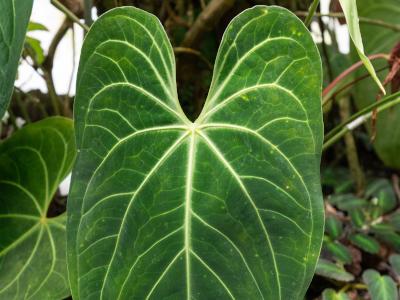 anthurium-magnifique-2