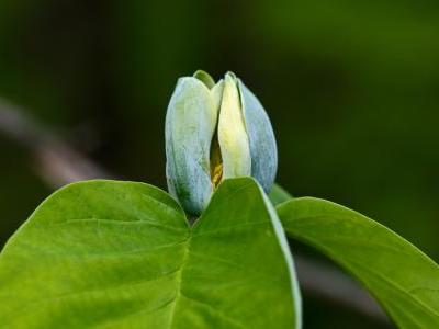 arbre-a-cornichons-2