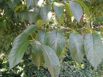 arbre-a-gomme-2