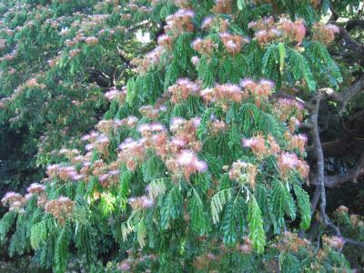 arbre-a-pluie-1