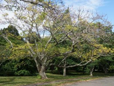 arbre-au-liege-de-l-amour-1