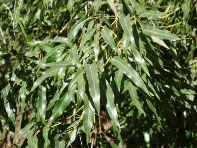 arbre-bouteille-australien-1