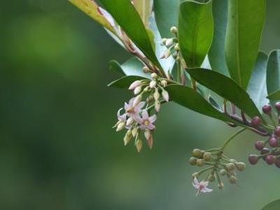 ardisie-elliptique-2