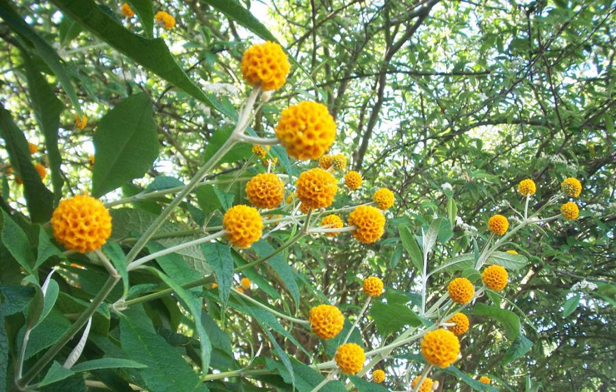 Buddleia globuleux