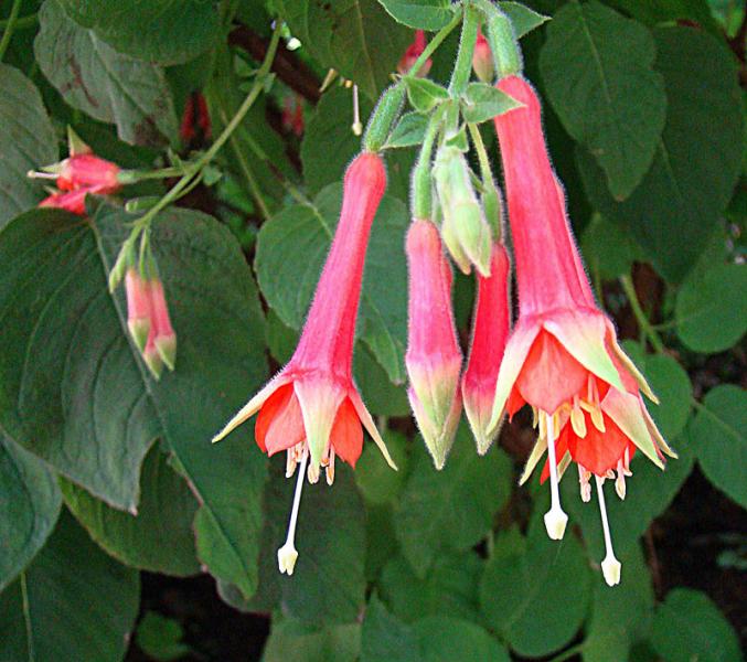 Fuchsia brillant