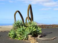 Agave à cou de cygne