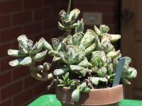 Adromischus de Cooper