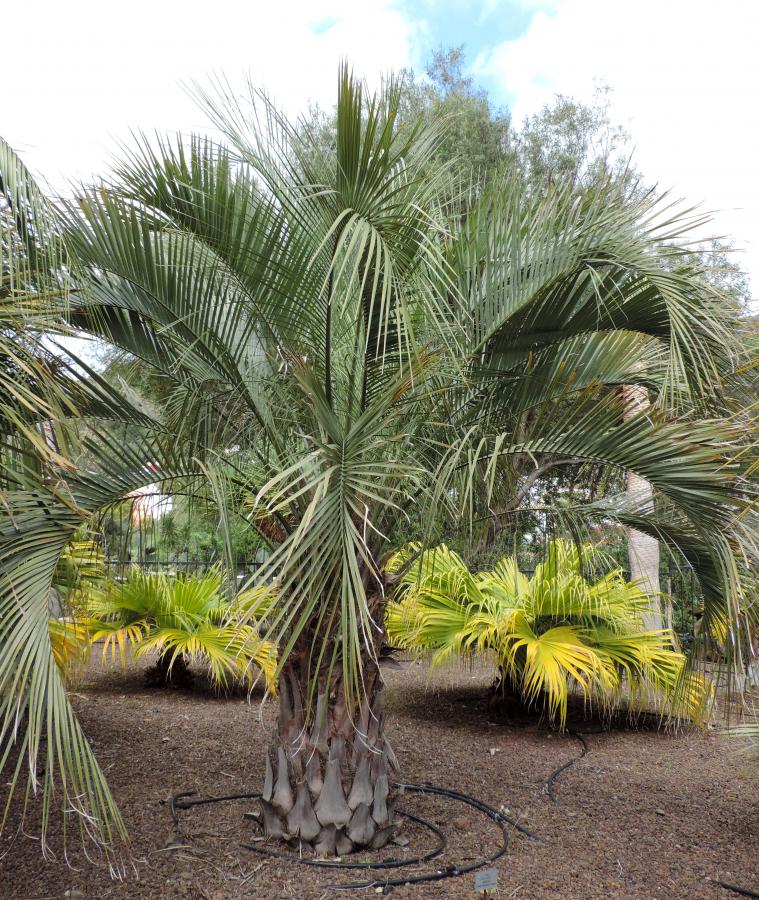 Butia argentin