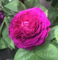 Rosier 'Purple Lodge'