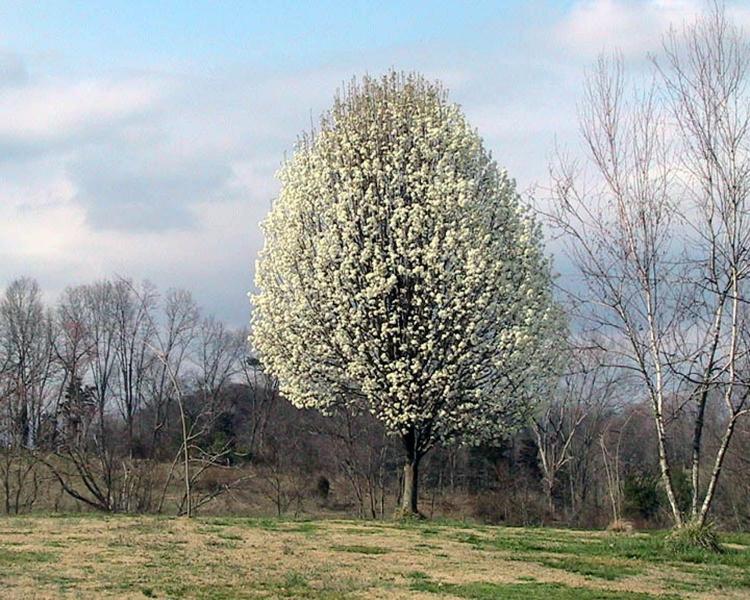 Poirier de Callery