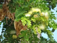 Albizia lebbeck