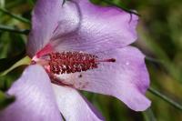 Alyogyne à feuilles d'hakea