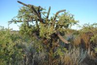 Cereus aethiops