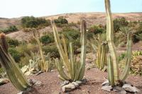 Cactus totem