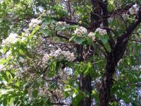 Paulownia fortunei