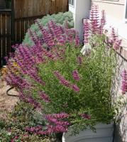 Agastache argentée