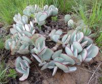 Cotyledon orbiculata