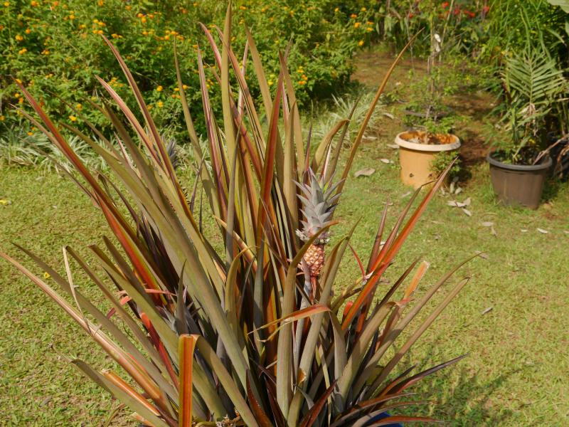 Ananas requin