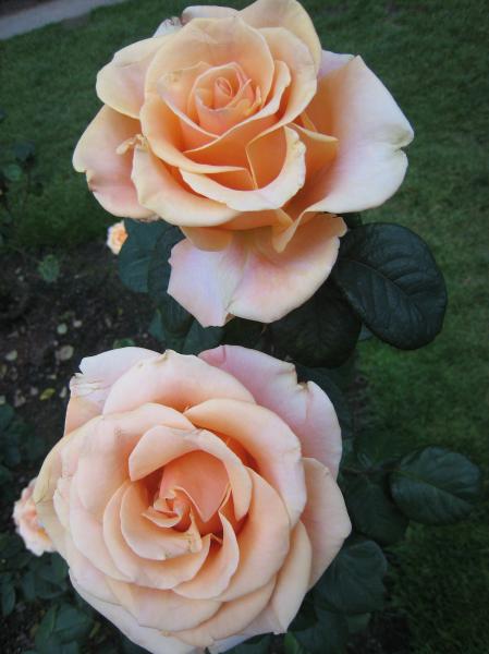 Rosier 'Marilyn Monroe'