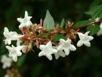 Abélia à grandes fleurs 'Prostrata'