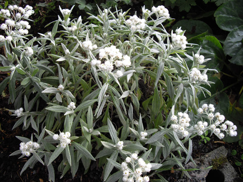 Immortelle de l'Himalaya