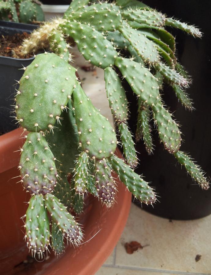 Schlumbergera opuntioides