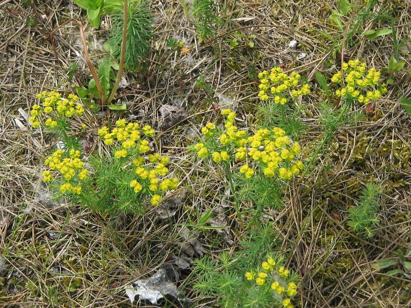 Euphorbe petit-cyprès