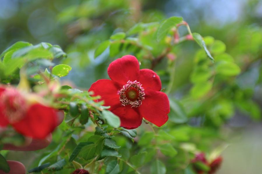 Rosier de Moyes 'Geranium'