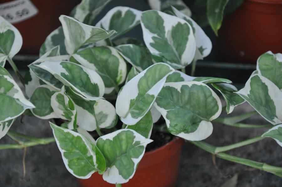 Pothos 'N'Joy'