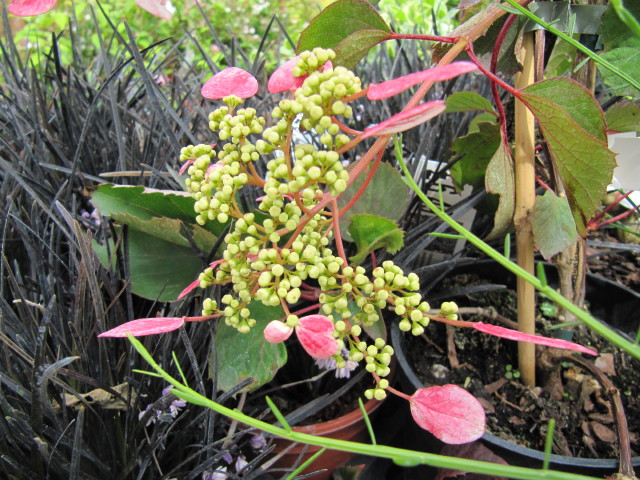 Hydrangea du Japon 'Roseum'