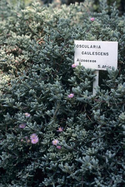 Oscularia caulescens