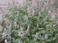 Agastache mentholée